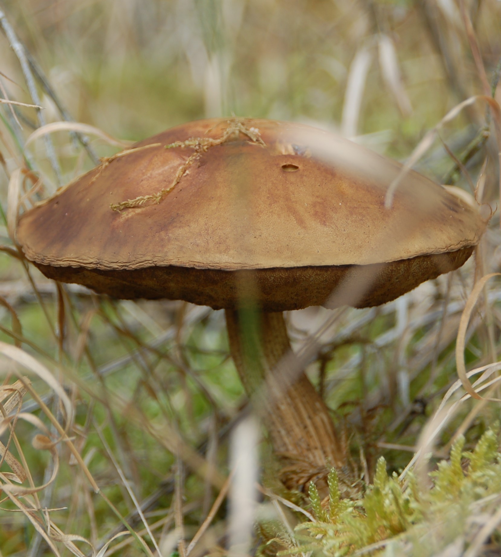 Vroeg eekhoorntjesbrood?